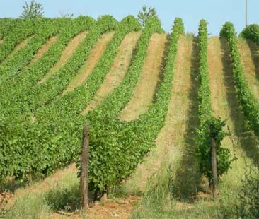 Oltre 400 imprese in Sicilia riescono a fatturare più di 15 milioni