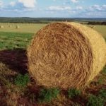 Terreni agricoli pubblici, risorsa per i giovani