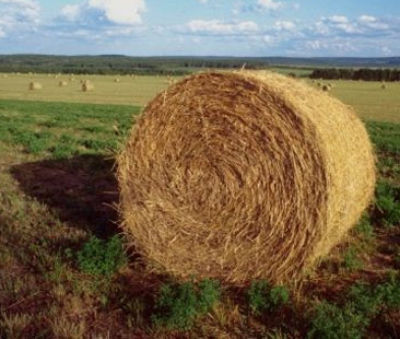 Terreni agricoli pubblici, risorsa per i giovani