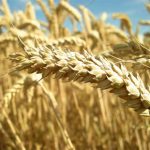 La Conferenza delle Regioni discute sui tagli delle esenzioni per i celiaci