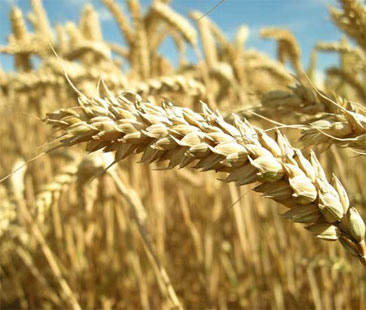 La Conferenza delle Regioni discute sui tagli delle esenzioni per i celiaci