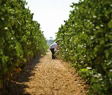 Italia e Malta nella rotta mediterranea dei vini per “unire” Pantelleria, Linosa, Malta e Gozo