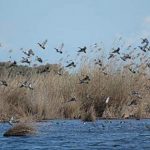 “Nell’Oasi del Simeto rischio di speculazione urbanistica”