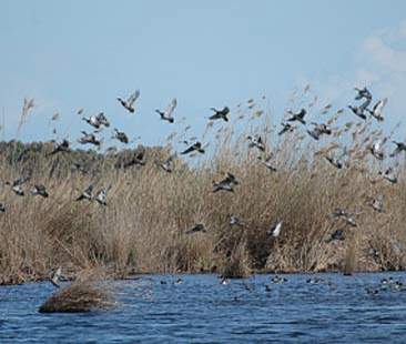 “Nell’Oasi del Simeto rischio di speculazione urbanistica” “Nell’Oasi del Simeto rischio di speculazione urbanistica”