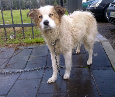 Risarcimento danni per incidente causato da un cane abbandonato