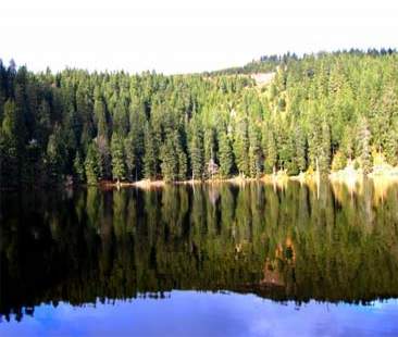 Alta Foresta Nera: aria pura e fresca d’estate