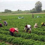 In Sicilia il più alto numero di operatori bio