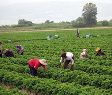 In Sicilia il più alto numero di operatori bio In Sicilia il più alto numero di operatori bio
