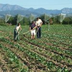 Agricoltura: progetti, fondi e infinite attese