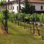 Psr, 12 milioni di euro per il mondo agricolo