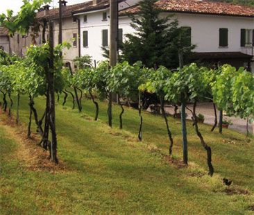 Psr, 12 milioni di euro per il mondo agricolo