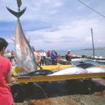 Pesca, il comparto siciliano è in ginocchio