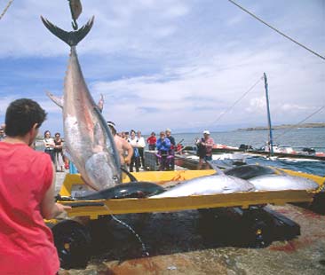Pesca, il comparto siciliano è in ginocchio
