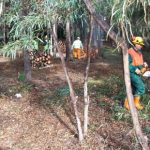 Forestali, sì ai soldi per gli stipendi. Vecchio: “S’indaghi sulla loro pluriattività”