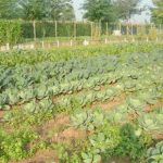 Mafia e agricoltura: business da 50 mld di euro