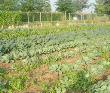 Mafia e agricoltura: business da 50 mld di euro