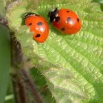 Mercato biologico, Sicilia regione leader