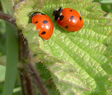Mercato biologico, Sicilia regione leader Mercato biologico, Sicilia regione leader