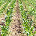 Informatizzazione nelle imprese agricole, solo l’1,69% delle siciliane è competitiva