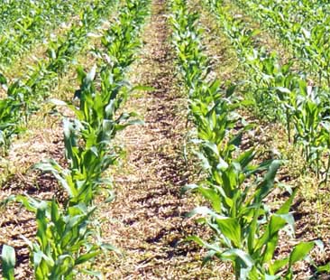 Informatizzazione nelle imprese agricole, solo l’1,69% delle siciliane è competitiva