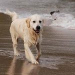 Spiagge accessibili ai cani. La Sicilia resta ancora indietro