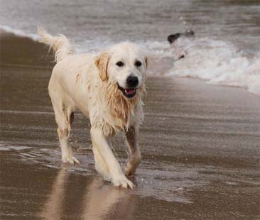 Spiagge accessibili ai cani. La Sicilia resta ancora indietro