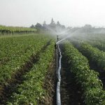 Agricoltura a picco non solo per la siccità