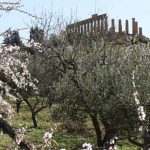 Agrigento – In dubbio la Sagra del Mandorlo