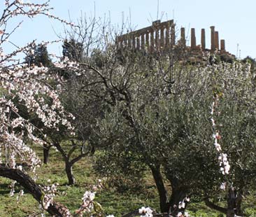 Agrigento – In dubbio la Sagra del Mandorlo
