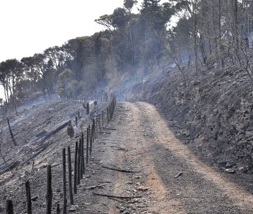 È ormai strage di riserve nel trapanese. Dopo lo Zingaro, tocca a Monte Bonifato È ormai strage di riserve nel trapanese. Dopo lo Zingaro, tocca a Monte Bonifato