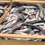 Prodotti ittici e rischio alimentare. Necessaria una grande cautela