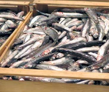 Prodotti ittici e rischio alimentare. Necessaria una grande cautela