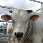 Aziende agricole isolane sempre più grandi