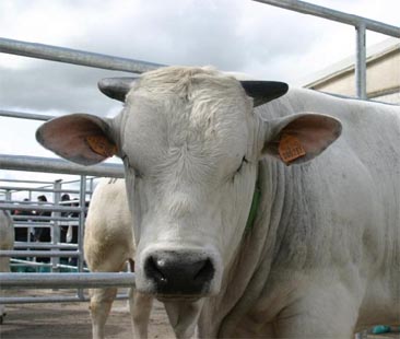 Aziende agricole isolane sempre più grandi Aziende agricole isolane sempre più grandi