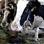 Tangenti e quote latte: perquisite sedi della Lega