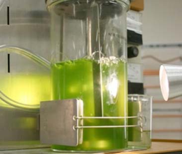 Green economy, 460 milioni di euro per progetti e interventi giovanili