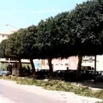 Mani di forbice comunali senza criterio: quando il verde pubblico è maltrattato
