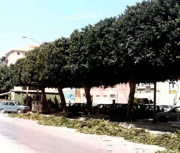 Mani di forbice comunali senza criterio: quando il verde pubblico è maltrattato