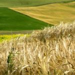 Un piano di investimenti per le aree rurali