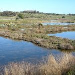 Siracusa – Saline del fiume Mulinello ad Augusta, alt alla cementificazione