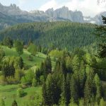 Boschi, ricchezza inerte di Sicilia