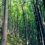 Maria Lo Bello: “Un Piano per portare a reddito boschi”