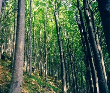 Maria Lo Bello: “Un Piano per portare a reddito boschi” Maria Lo Bello: “Un Piano per portare a reddito boschi”