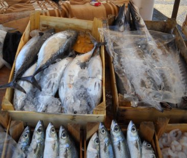 Sicurezza degli alimenti nel palermitano 89 veterinari controllano 6.500 strutture