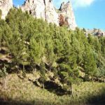 La Sicilia ha il legno, ma non lo usa