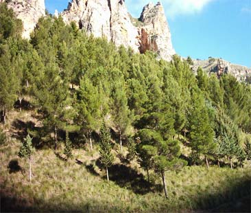 La Sicilia ha il legno, ma non lo usa La Sicilia ha il legno, ma non lo usa