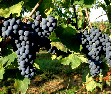 Vitigni autoctoni: arriva la banca dati Vitigni autoctoni: arriva la banca dati