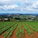 Stoppare le aste di imprese agricole ormai preda della criminalità organizzata