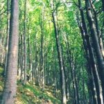 Finalmente qualcuno si accorge dell’oro verde dei boschi siciliani