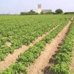 Agricoltura: lo sprint dell’assessorato